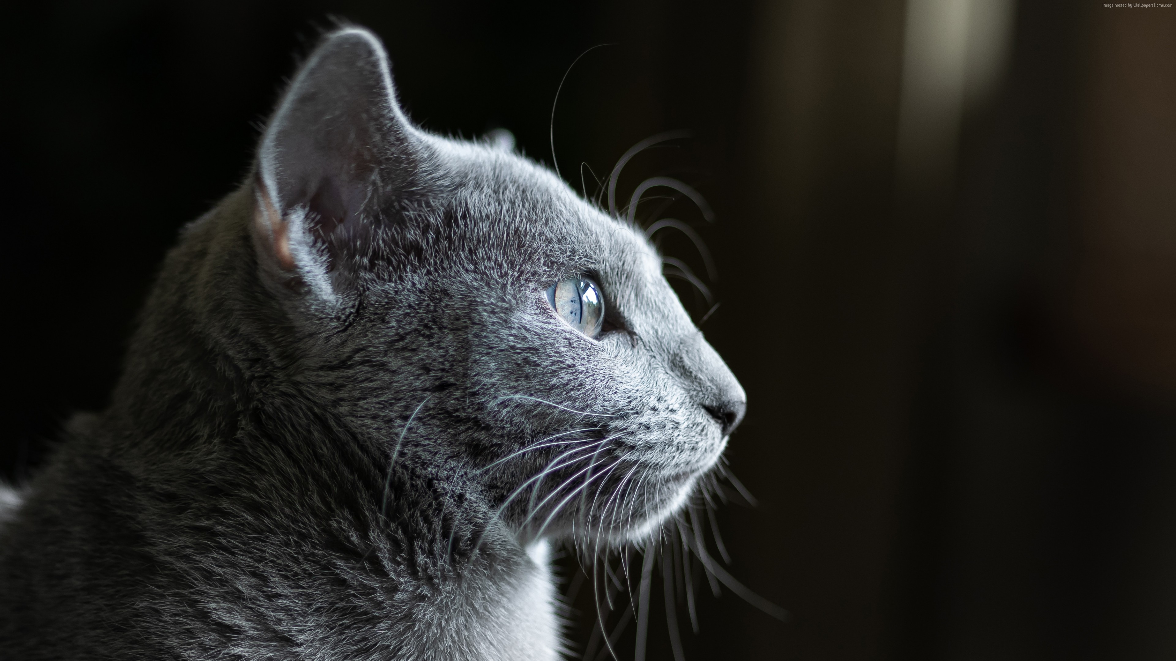 Wallpaper cat, grey, 4K, Animals